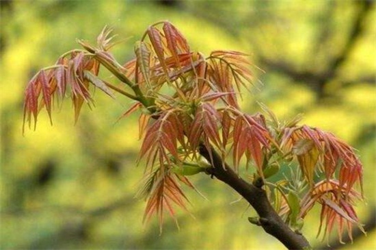 香椿芽的养殖方法和注意事项，调控湿度并套袋隔光