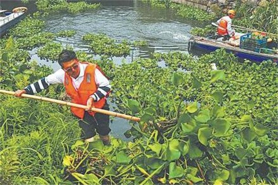 如何灭杀水葫芦，水葫芦怎么清除