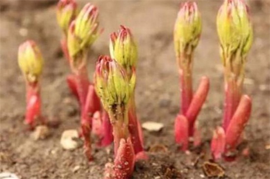 芍药根块带芽种植方法，秋季切根后覆土种植