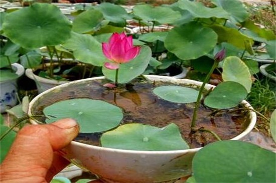 碗莲入土后怎么换水，冲水溢出或抽水更换