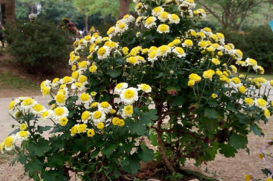 菊花怎么修剪让它矮头又多