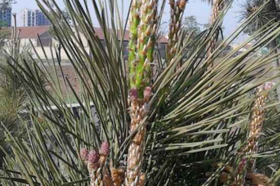 赤松是开花植物吗