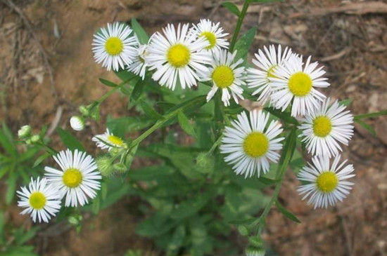 野雏菊花语