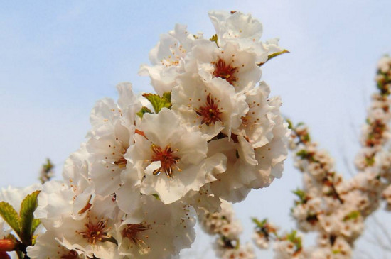 樱花和樱桃花一样吗