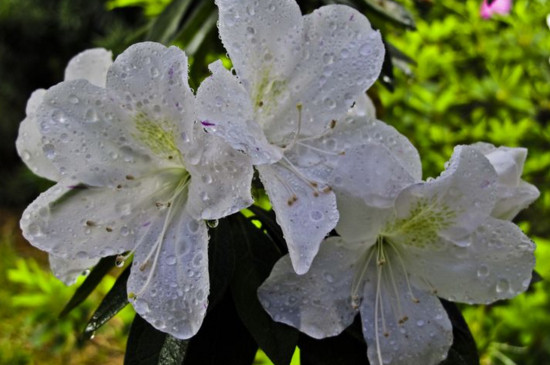 春雨怎么养