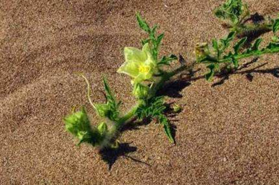 种花沙子要多粗