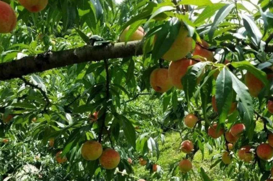 桃树食心虫的防治时间