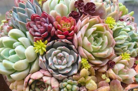 梅雨季节多肉怎么养