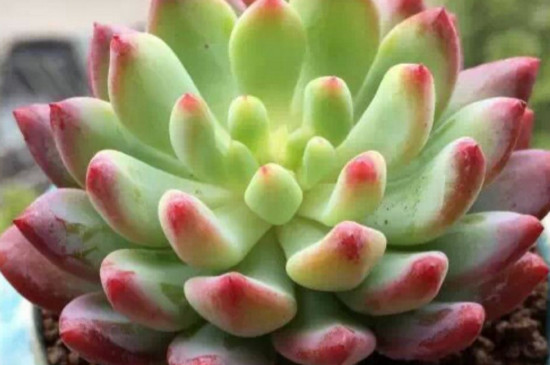 梅雨季节多肉怎么养