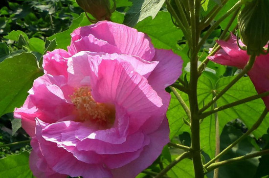 芙蓉花开花应注意事项