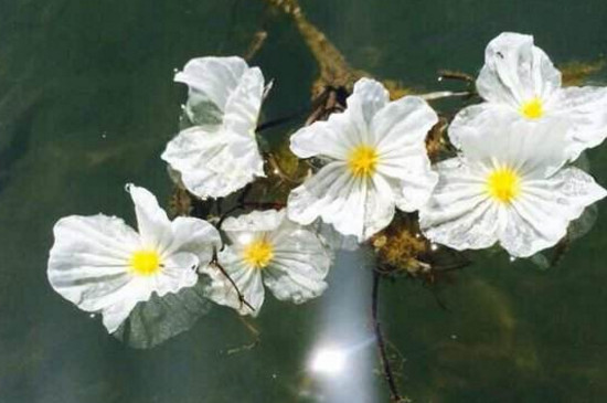 泸沽湖的水性杨花几月份开花