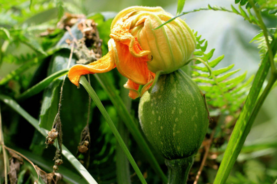 南瓜花是完全花还是不完全花