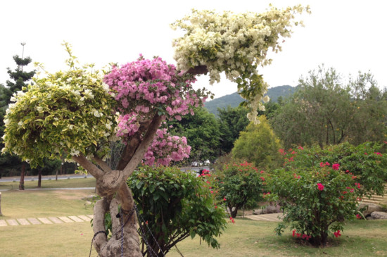 厦门植物园免费时间