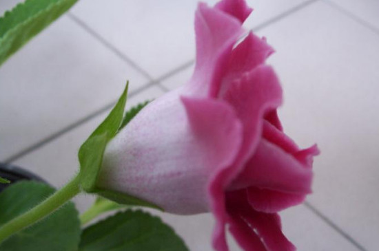 大岩桐花花苞开不起来