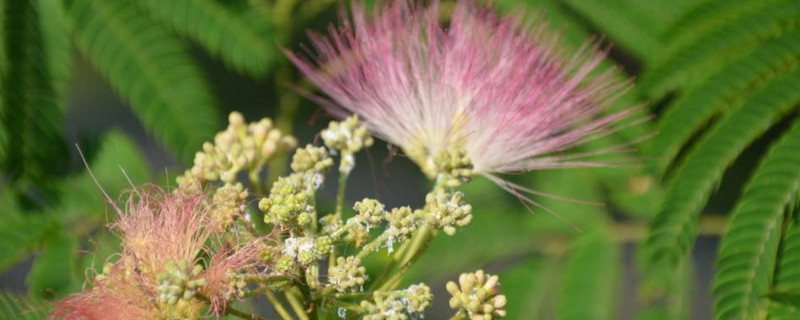 芙蓉树花的功效