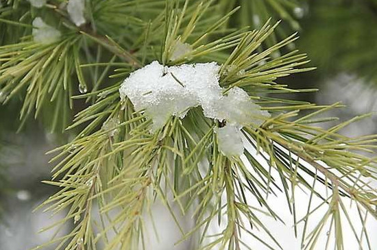 雪松是一种耐水植物吗