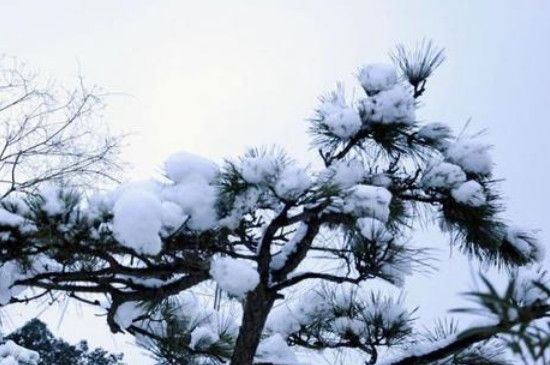 雪松是一种耐水植物吗