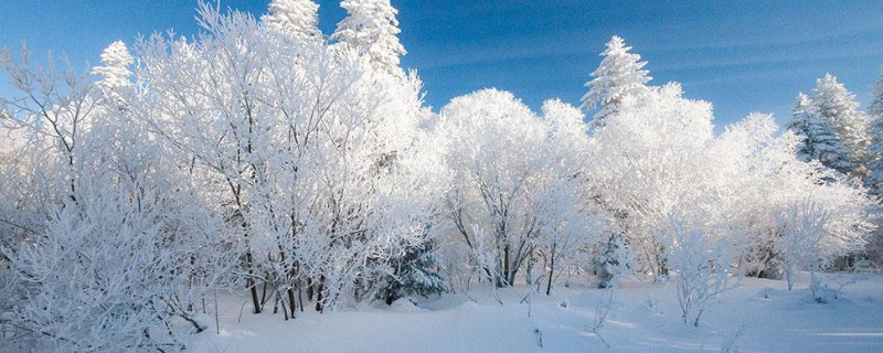 雪松是被子还是裸子