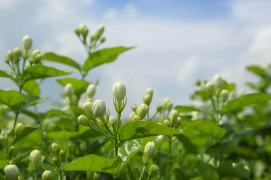 水培茉莉几天生根