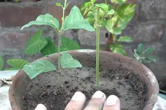 水培茉莉生根后多久可以上盆