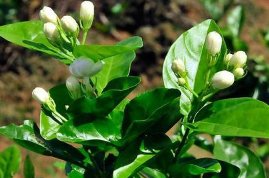 茉莉花能养几天