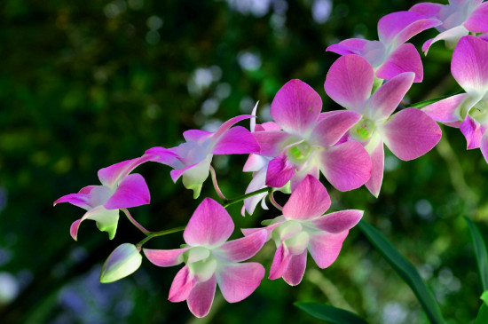 梅雨季节兰花怎么养