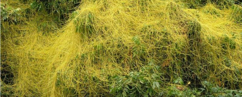菟丝子寄生在什么植物