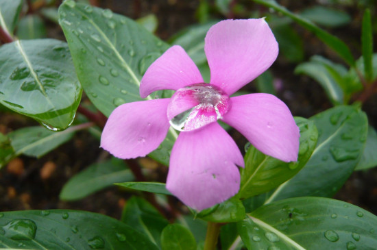 长春花有毒吗家里养可以吗