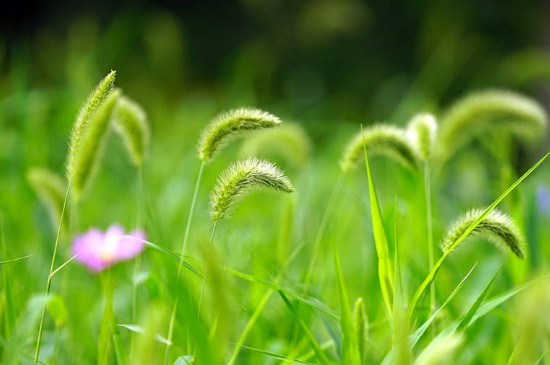 狗尾巴草的花语唯美