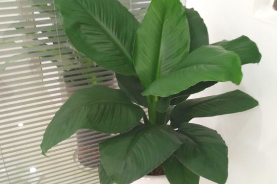 绿巨人植物寓意