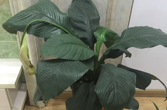 绿巨人植物寓意