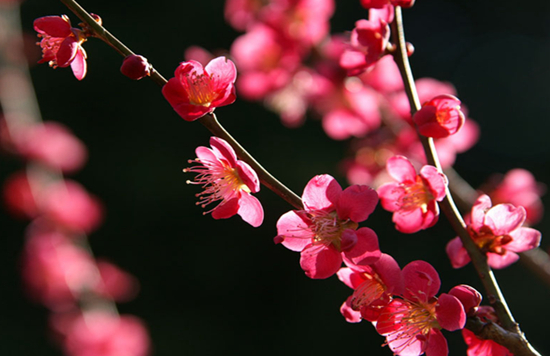 插花用什么材料？哪些花可以用作插花