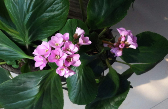 花期长达半年以上的8种花卉