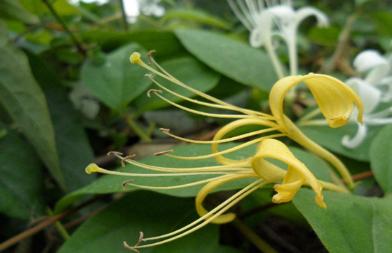 哪些野生植物适合栽种在院子里