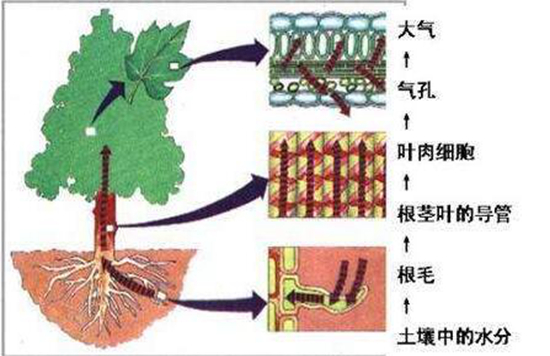 植物科普|植物对水的利用原理