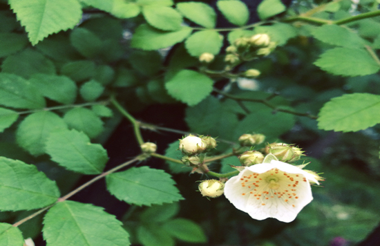 植物趣闻|神奇的植物开花“生物钟”