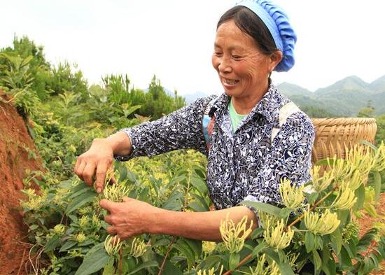 金银花怎样晒干，金银花晒干后可以喝吗(可以喝)