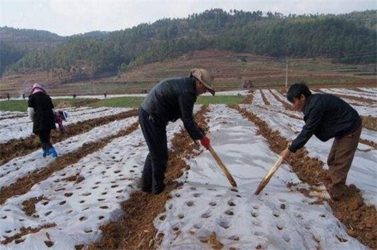 白萝卜什么时候播种，可以一年四季播种