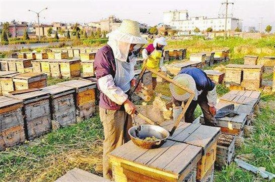 怎样养蜜蜂它才不跑，5种方法防止蜜蜂飞走