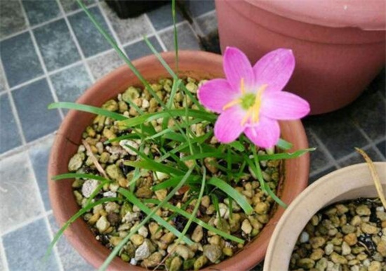 风雨兰怎么繁殖，播种分株鳞茎半个月发芽