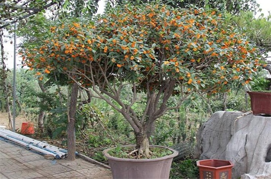 桂花叶子晒伤了怎么办，四个步骤使桂花恢复正常