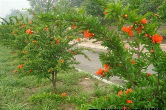 凌霄花的寓意象征，凌霄花象征什么样的人(缺乏独立人格女性)