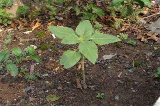 菊花什么时候可移栽，菊花移栽注意事项(4个要点)