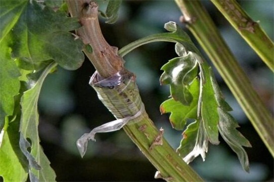 菊花什么时候可移栽，菊花移栽注意事项(4个要点)