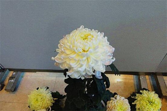 菊花如何室内越冬，4种方法使菊花安全越冬