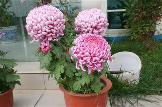 菊花如何室内越冬，4种方法使菊花安全越冬