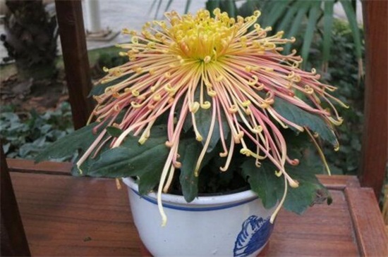 菊花如何室内越冬，4种方法使菊花安全越冬