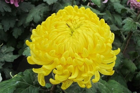 菊花如何室内越冬，4种方法使菊花安全越冬