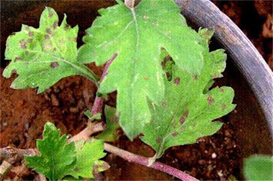 菊花如何室内越冬，4种方法使菊花安全越冬
