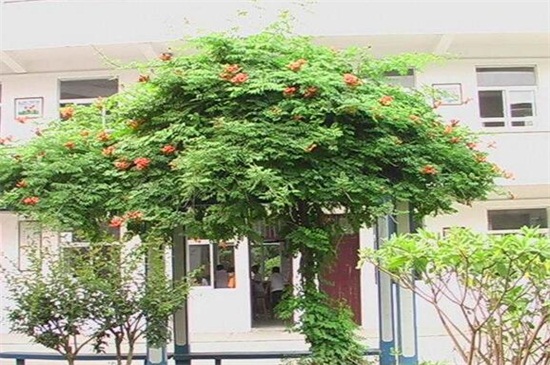 凌霄花的种植禁忌，霄花种在院子里风水好吗(有好有坏)